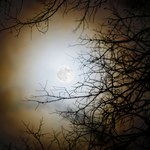 Ziarno prawdy w legendach o wilkołakach? Grawitacja Słońca i Księżyca wpływa na zachowanie zwierząt i roślin