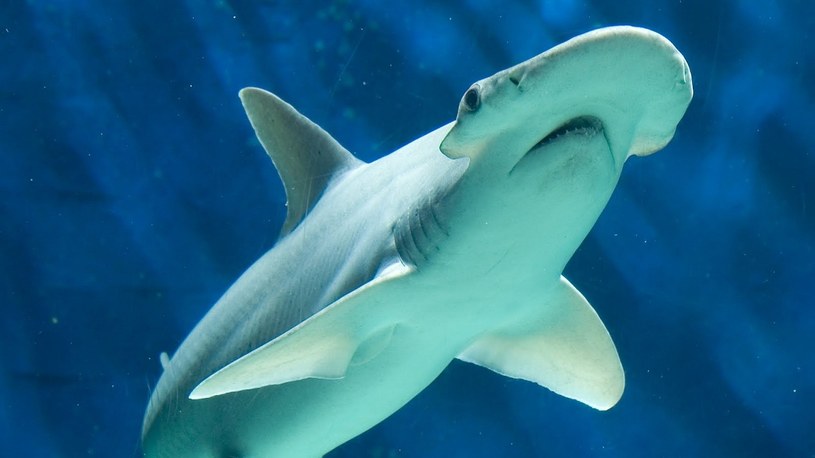 Zidentyfikowano pierwszy na świecie gatunek wszystkożernego rekina /Geekweek