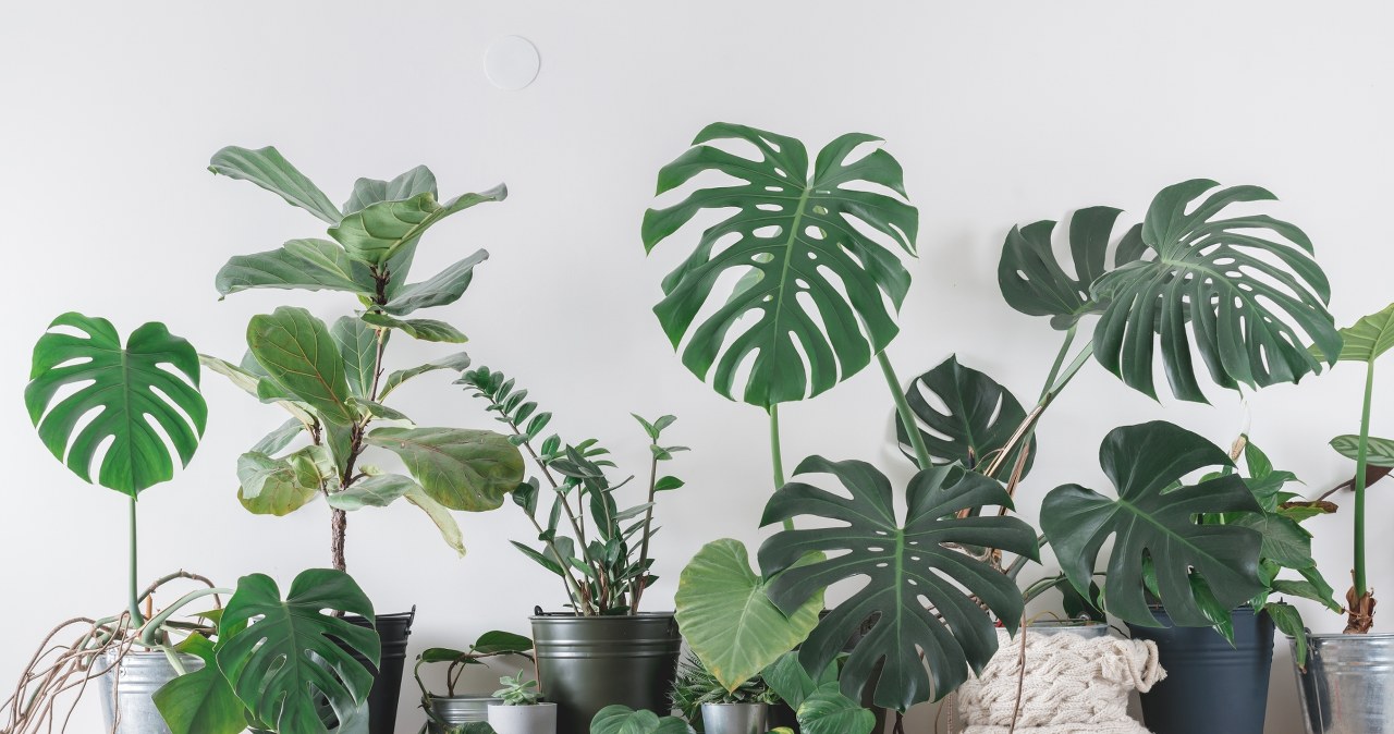 Ziele angielskie pomoże ochronić rośliny doniczkowe przed szkodnikami i pleśnią. /Pixel