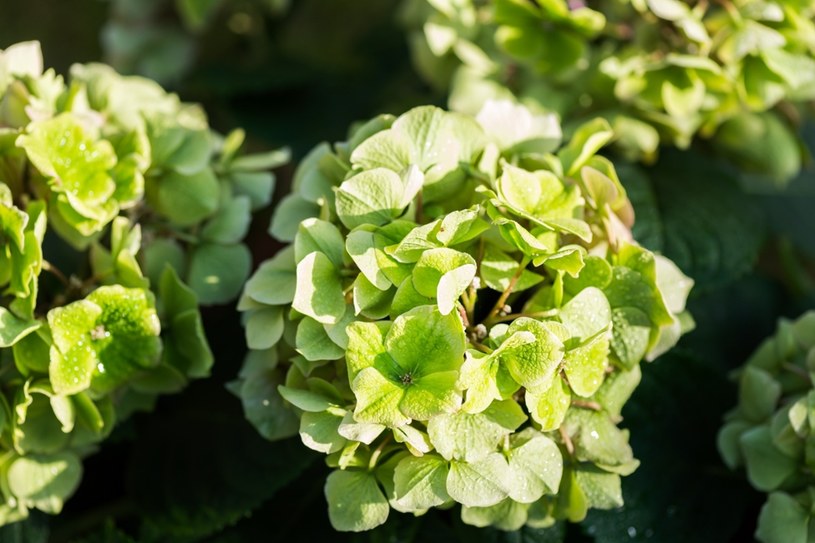 Zielenienie kwiatów hortensji. Zmiana jednego kroku w pielęgnacji zachowa ich żywe kolory