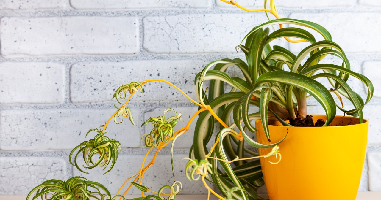 Zielistka stanie się ozdobą salonu w zimie, jeśli tylko poświęcimy jej nieco uwagi. /123RF/PICSEL