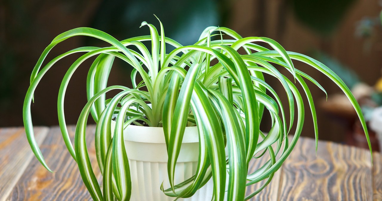 Zielistka Sternberga oczyszcza powietrze i do tego pochłania wilgoć. Z jednej doniczki szybko możesz rozmnożyć kilka nowych roślin /123RF/PICSEL