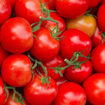 Zielona energia z zepsutych pomidorów