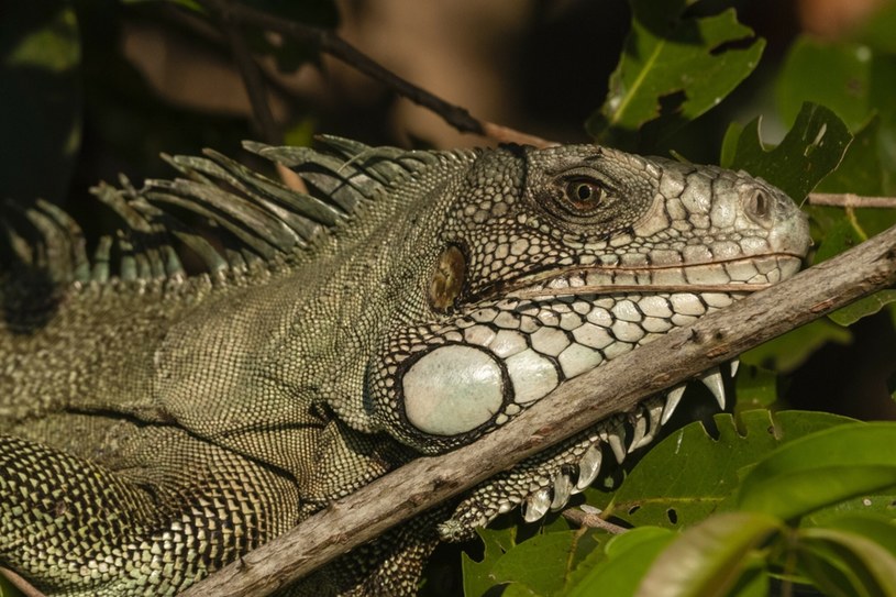 Zielona iguana, zdj. ilustracyjne /Sergio Pitamitz/VWPics /East News