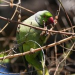 Zielona papuga w centrum Krakowa. To symbol egzotycznej inwazji