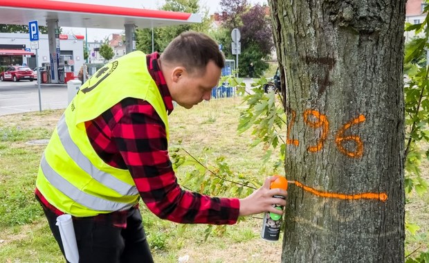 Zielone i pomarańczowe znaki na drzewach w Poznaniu. Co oznaczają?