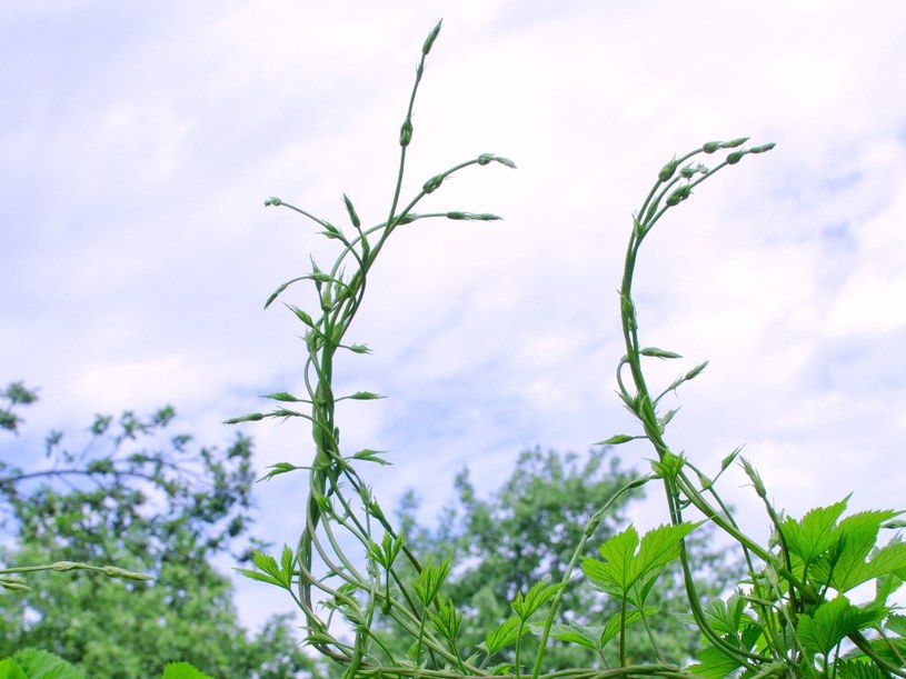 Zielone pędy chmielu, wyrastające ponad gąszcz chmielowy w Polsce nierzadko traktujemy jako chwast. Tymczasem pędy chmielu to najdroższe warzywo. /tntk /123RF/PICSEL