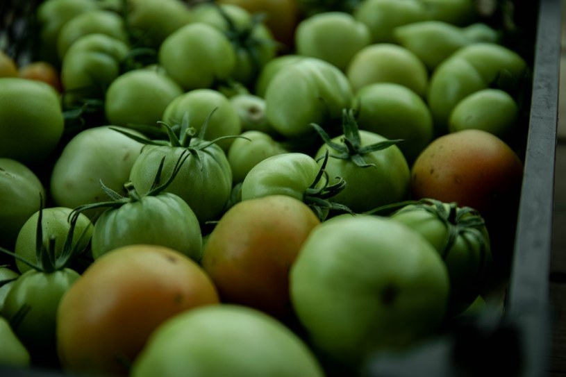 Zielone pomidory również są składnikiem niektórych dań /123RF/PICSEL