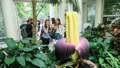 Zielone skarby Polski. Które ogrody botaniczne i arboreta warto odwiedzić?