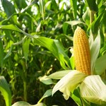 Zielone światło od KE na wsparcie producentów kukurydzy. Chodzi o miliard złotych 