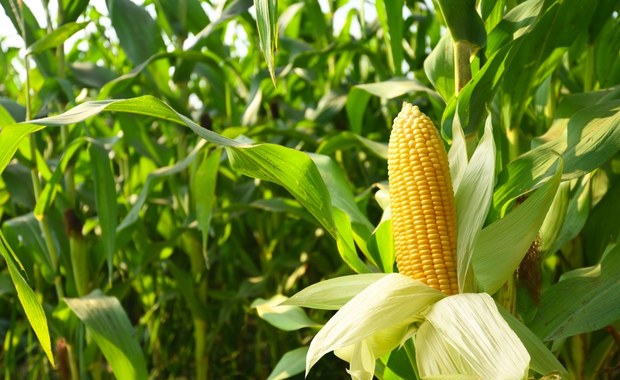Zielone światło od KE na wsparcie producentów kukurydzy. Chodzi o miliard złotych 