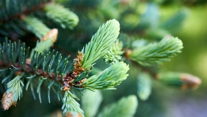 Zielony skarb z polskich lasów. Teraz jest najlepszy czas na zbiór