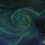 "Zielony wir" w wodach Bałtyku. Eksperci ostrzegają