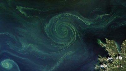 "Zielony wir" w wodach Bałtyku. Eksperci ostrzegają