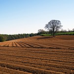 Ziemia rolna podrożała o 20 proc. w ciągu roku. Szybko rosną też ceny dzierżawy