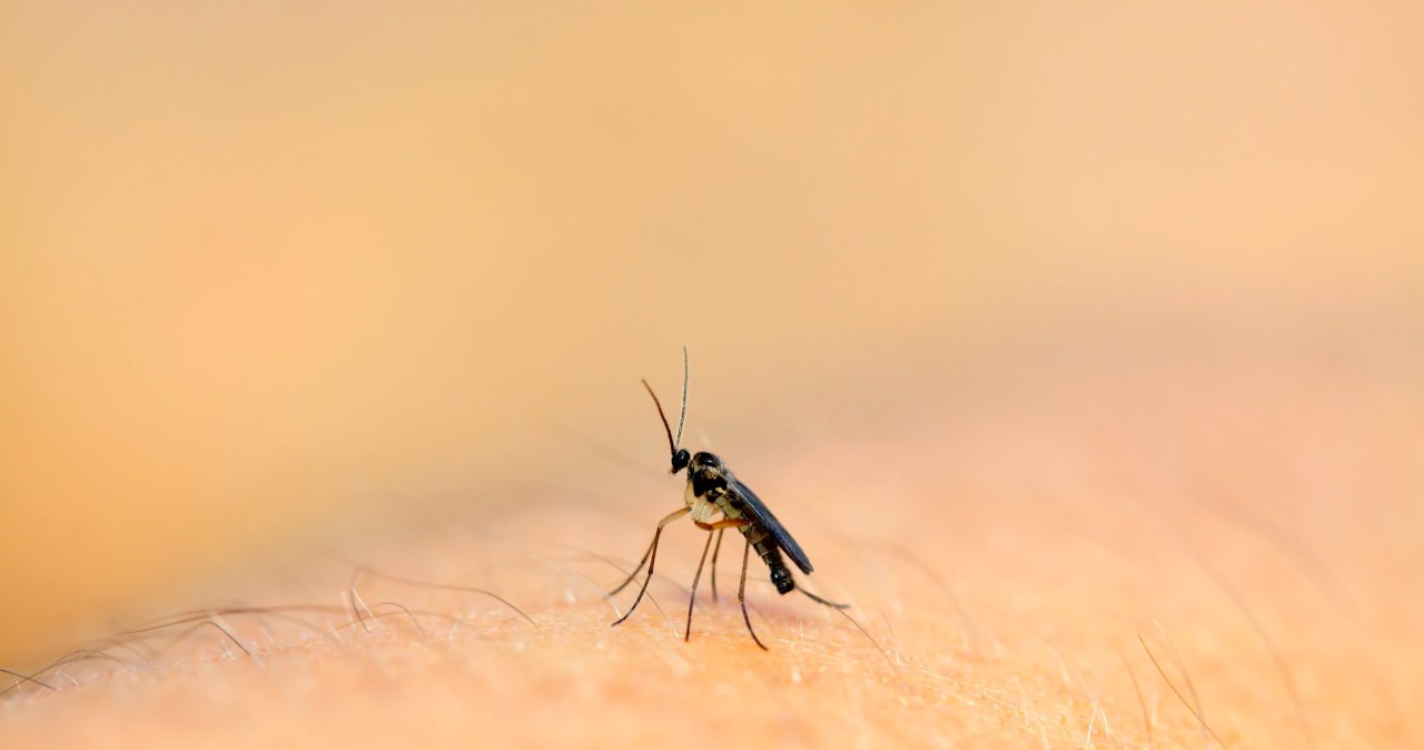 Ziemiórki to uciążliwy problem, jednak można się ich pozbyć domowymi sposobami. /123RF/PICSEL