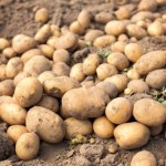 Ziemniaczana afera na Podkarpaciu. 150 ton zniknęło w jeden dzień