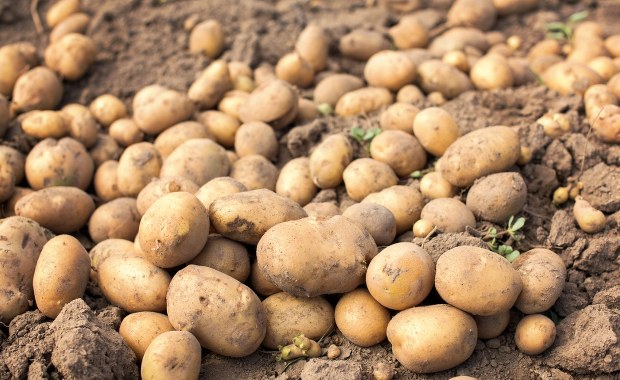Ziemniaczana afera na Podkarpaciu. 150 ton zniknęło w jeden dzień