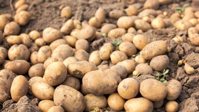 Ziemniaczana afera na Podkarpaciu. 150 ton zniknęło w jeden dzień