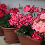 "Ziemniaczana" mieszanka do pelargonii. Bez tego kwiaty będą mizerne