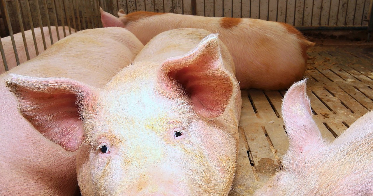 Ziemniak bywa nazywany "warzywem dla świń". Tymczasem jest bardzo zdrowy /123RF/PICSEL