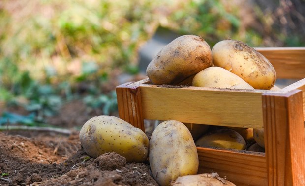 Ziemniak – warzywo niedocenione