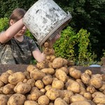 Ziemniak wyleczy raka? Polacy sprawdzają potencjał medycyny tradycyjnej