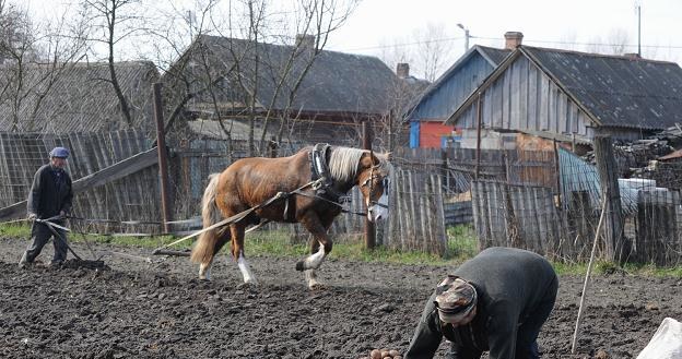 Ziemniaki będą w tym roku drogie? /AFP