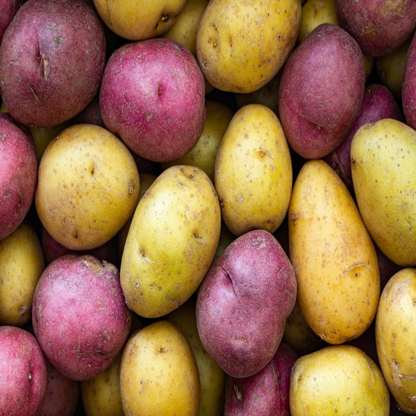 Ziemniaki fioletowe są bardzo zdrowe. Sercowcy powinni wybierać właśnie takie /123RF/PICSEL