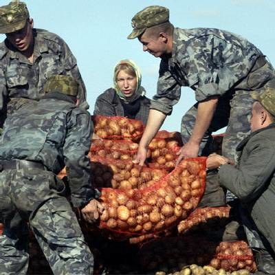 Ziemniaki obrodziły, ale w sklepach ich nie ma /AFP