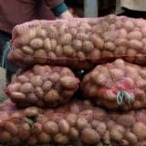 Ziemniaki - podstawa wyżywienia najbiedniejszych /AFP