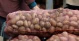 Ziemniaki - podstawa wyżywienia najbiedniejszych /AFP