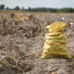 Ziemniaki prosto z pola i bez sprzedawcy. "Da się nawet zapłacić Blikiem"