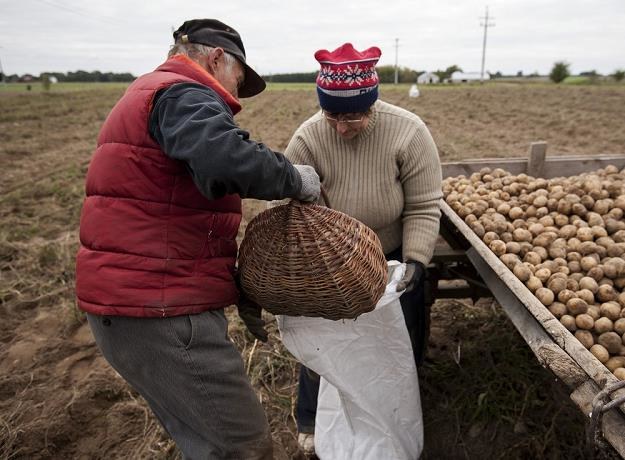 Ziemniaki sadzeniaki znowu pojadą do Rosji? Fot. Michał Kosc AGENCJA WSCHÓD /Reporter