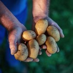 Ziemniaki z Lidla zawierają pestycydy, a z Biedronki nie? Sieć komentuje
