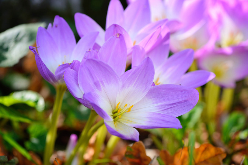Ziemowity jesienne to piękne jesienne kwiaty do ogrodu, które warto zasadzić jeszcze pod koniec sierpnia /Pixel