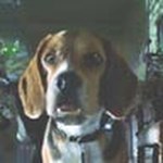 Ziemskie przygody psów z kosmosu