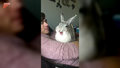 Ziewający królik. Urocze nagranie