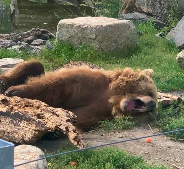 Ziewający niedźwiedź brunatny w parku Malkia - emeryt uratowany z cyrku /archiwum prywatne