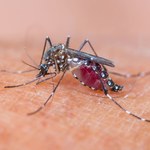 Zika i denga zmieniają zapach ludzkiego ciała, podnosząc jego atrakcyjność dla... komarów