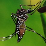 Zika zagraża Europie? Eksperci ostrzegają: Liczba zakażeń wirusem może wzrosnąć "w znaczący sposób"