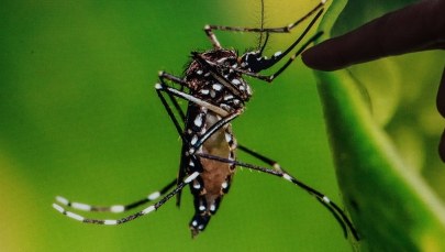 Zika zagraża Europie? Eksperci ostrzegają: Liczba zakażeń wirusem może wzrosnąć "w znaczący sposób"