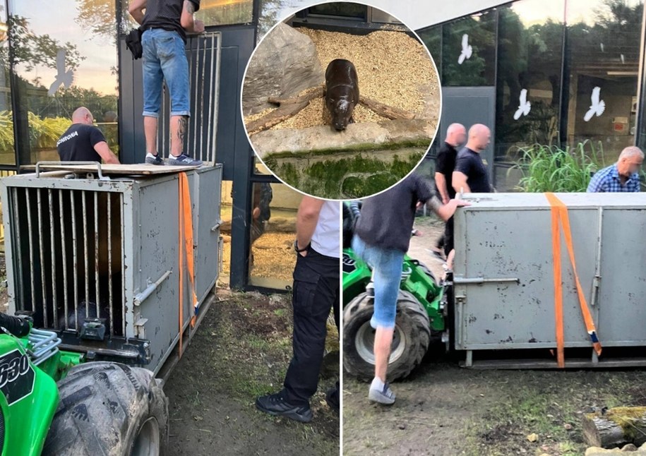 Zilo przyjechał z Węgier pod koniec czerwca, fot. krakowskie zoo /Facebook