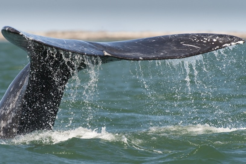 Zimą dookoła półwyspu aż roi się od potężnych wielorybów /AFP