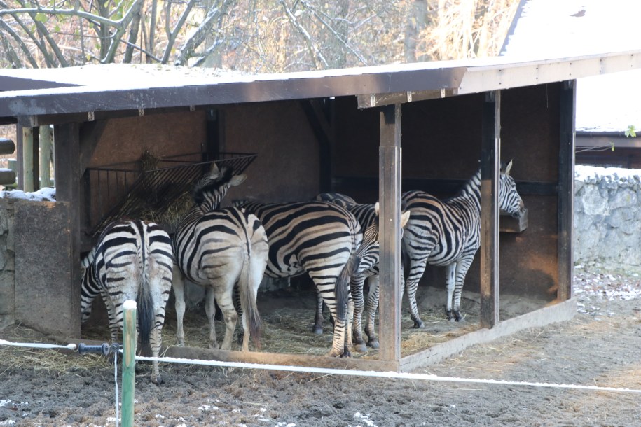 Zima im nie straszna. Zwierzęta w krakowskim ZOO przygotowane do niskich temperatur /RMF FM, Józef Polewka /RMF FM