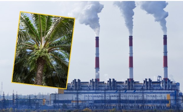 Zima, jakiej dawno nie było. Pracuje najmocniejszy kocioł, a palą nie byle czym