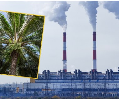Zima, jakiej dawno nie było. Pracuje najmocniejszy kocioł, a palą nie byle czym