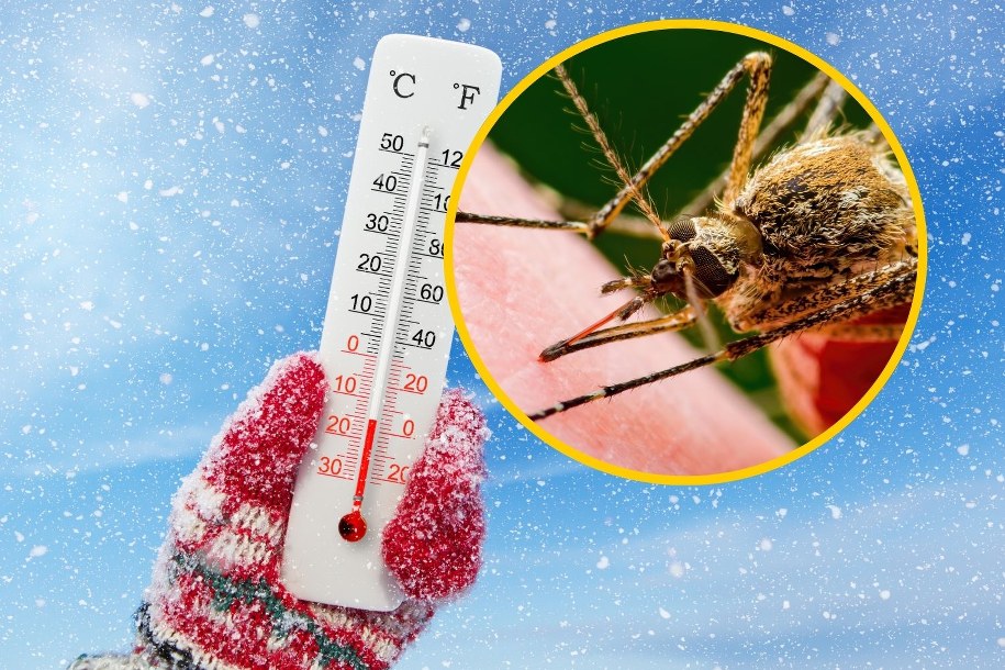 Zima kontra komary i kleszcze. Czy mrozy naprawdę eliminują owady? Ekspert rozwiewa mity! /Shutterstock