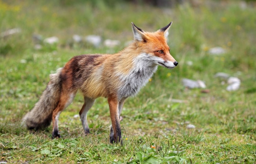 Zimą lisy przemierzają dalekie dystanse w poszukiwaniu pożywienia. /123RF/PICSEL