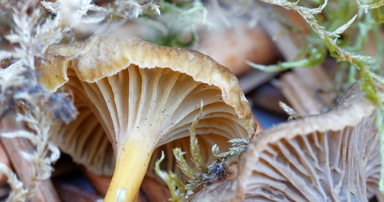 Zimą możemy natrafić w lesie na wiele gatunków grzybów. Wszystko zależy od pogody. Grzybiarze mogą zebrać między innymi kurki czy gąski. /Pixel